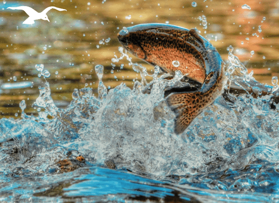 Freshwater jumping trout at Hindrum Fjordsenter in Norway at sunny day