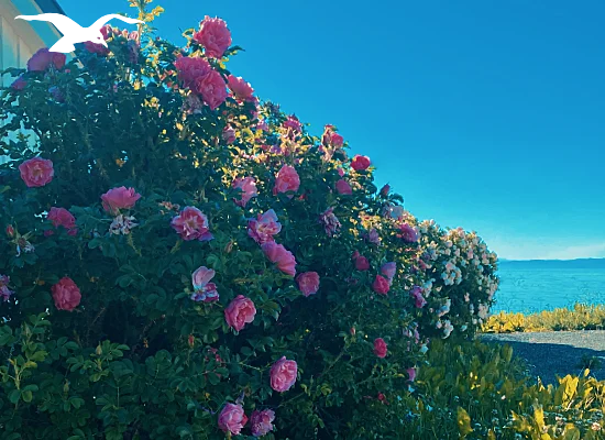 Sjøhus mainpage camping 550x400 2