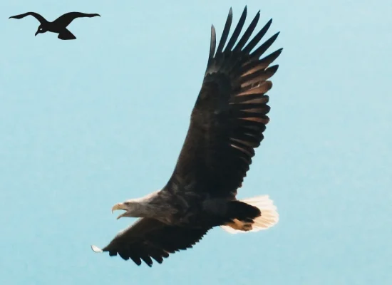 Picture of eagle at Hindrum Fjordsenter in Norway