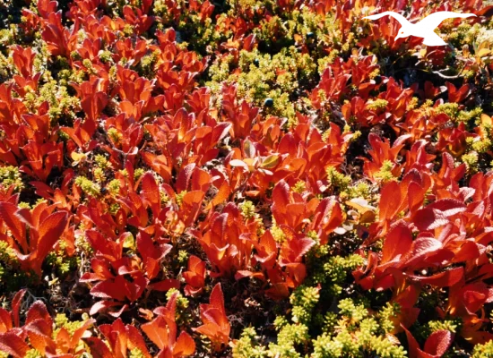 Red leaf vegetation at Hindrum Fjordsenter in Norway on sunny day 2