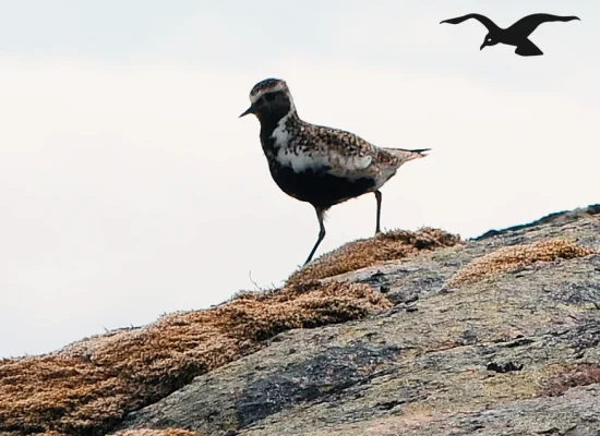 Organic cheese production at Hindrum Fjordsenter in Norway