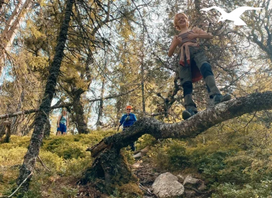 Hikers in the forrest at Hindrum Fjordsenter in Norway