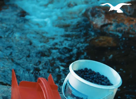 Blueberries by the stream at Hindrum Fjordsenter in Norway