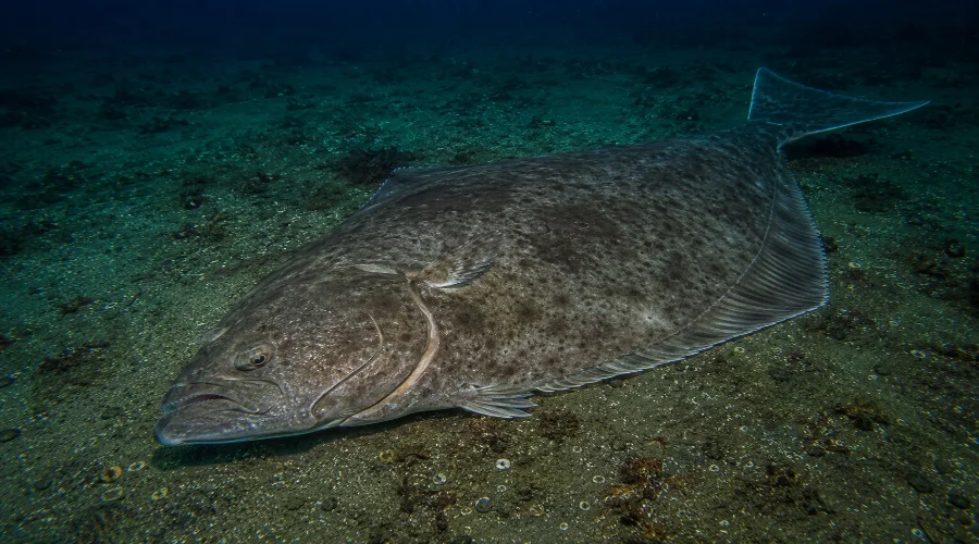 Platýs atlantický – Hippoglossus hippoglossus