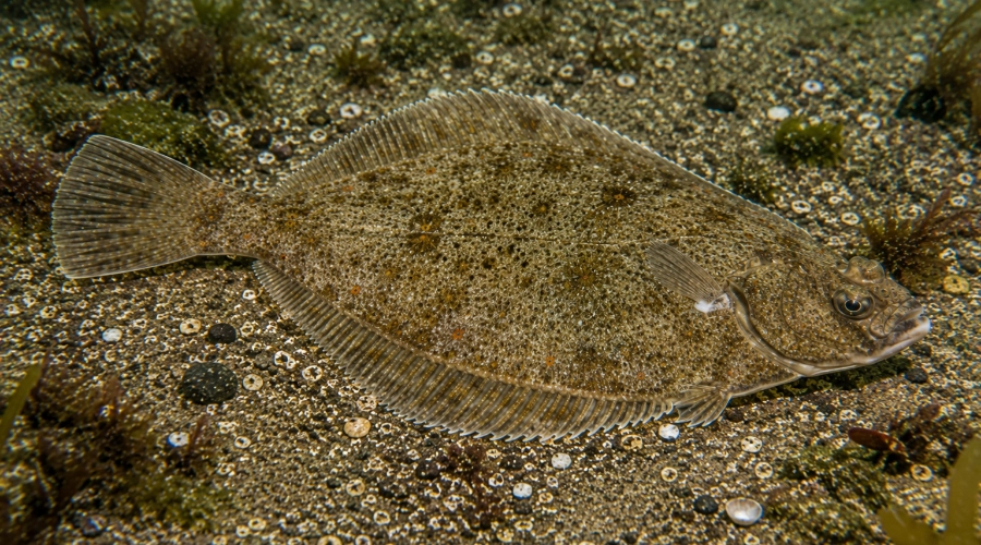 Platýs evropský – Platichthys flesus