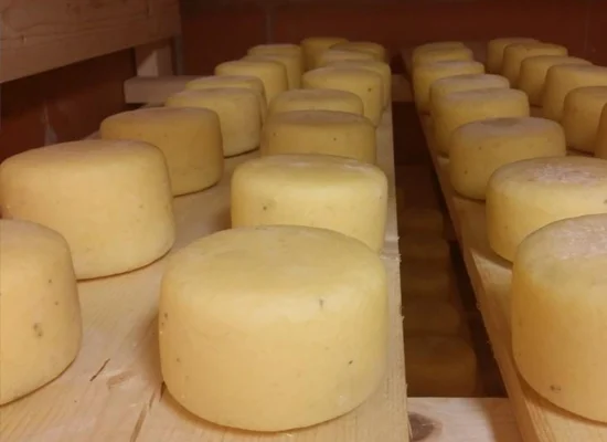 Cheese wheels aging on wooden shelves at a traditional Norwegian dairy