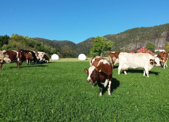 Dairy cows grazing on green pastures at Hindrum Gård in Trøndelag