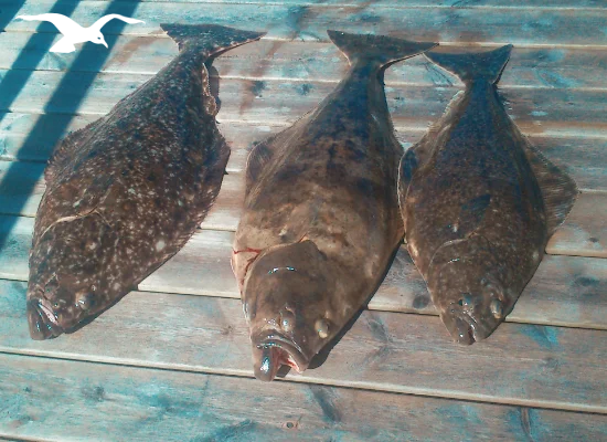 Seafishing-mainpage-550x400-9.webp