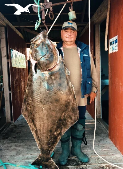 Sea fishing with great halibut 4 at Hindrum Fjordsenter in Norway