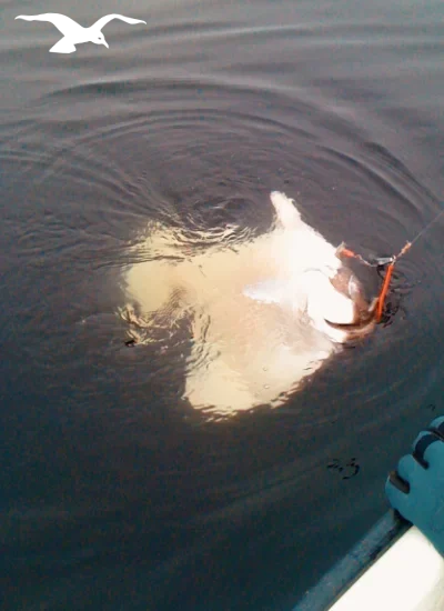 Sea fishing with great halibut on the hook at Hindrum Fjordsenter in Norway  13