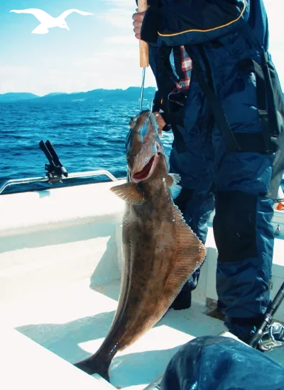 Sea fishing with great catch and fantastic fjord view at Hindrum Fjordsenter in Norway at sunny day 11
